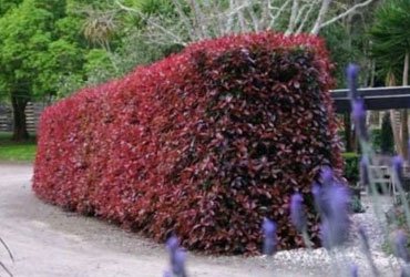 Shrubs, Hedges & Bushes